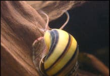 Caracol Maçã – Pomacea bridgesi