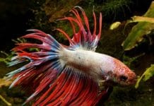 Combatente Tailandês – Betta splendens