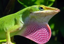 Anolis carolinensis