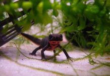 Tritão ventre de fogo – Cynops orientalis