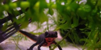 Tritão ventre de fogo – Cynops orientalis