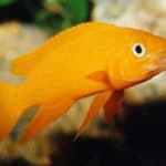 Ciclídeo Limão – Neolamprologus leleupi