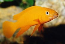 Ciclídeo Limão – Neolamprologus leleupi