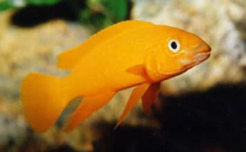 Ciclídeo Limão – Neolamprologus leleupi
