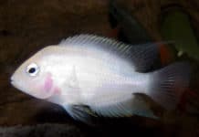 Ciclídeo Convicto – Archocentrus nigrofasciatus