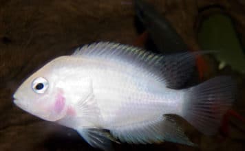 Ciclídeo Convicto – Archocentrus nigrofasciatus