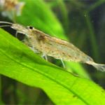 Caridina japonica