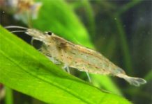 Caridina japonica