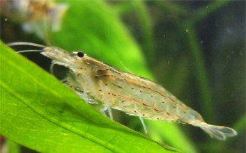 Caridina japonica