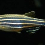 Zebra – Brachydanio rerio