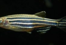 Zebra – Brachydanio rerio