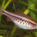 Barbo cereja – Puntius titteya