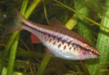 Barbo cereja – Puntius titteya