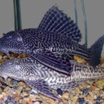 Plecostomo – Hypostomus plecostomus Hypostomus plecostomus