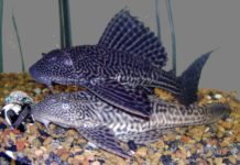 Plecostomo – Hypostomus plecostomus Hypostomus plecostomus