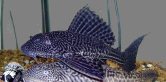 Plecostomo – Hypostomus plecostomus Hypostomus plecostomus