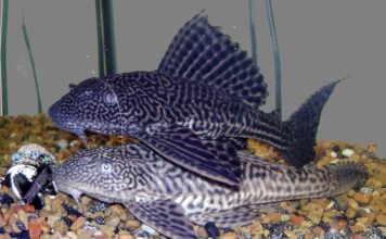 Plecostomo – Hypostomus plecostomus Hypostomus plecostomus