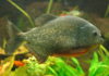 Piranha – Pygocentrus nattereri