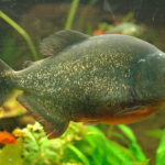 Piranha – Pygocentrus nattereri