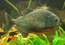 Piranha – Pygocentrus nattereri