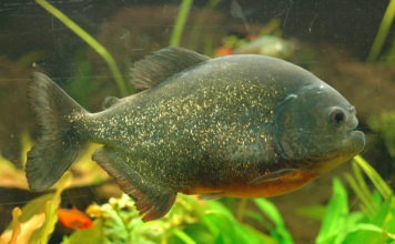 Piranha – Pygocentrus nattereri