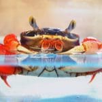 Caranguejo arco-irís – Cardisoma armatum