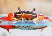 Caranguejo arco-irís – Cardisoma armatum