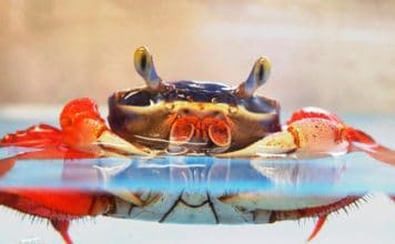 Caranguejo arco-irís – Cardisoma armatum