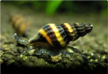 Caracol assassino – Clea helena