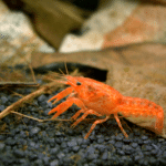 Lagostin anão – Cambarellus patzcuarensis