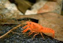 Lagostin anão – Cambarellus patzcuarensis