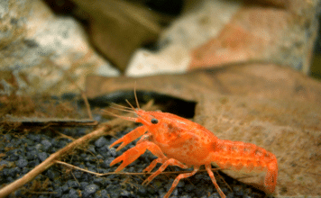 Lagostin anão – Cambarellus patzcuarensis