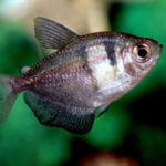 Tetra viúva – Gymnocorymbus ternetzi