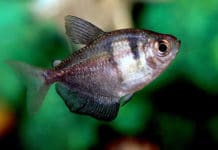 Tetra viúva – Gymnocorymbus ternetzi