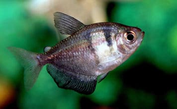Tetra viúva – Gymnocorymbus ternetzi