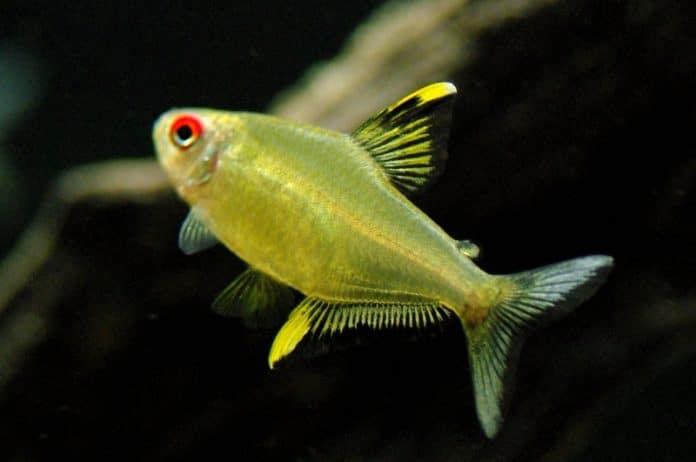 tetra-lim-o-hyphessobrycon-pulchriprinnis-esferanimal