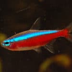 Cardinal – Cheirodon axelrodii
