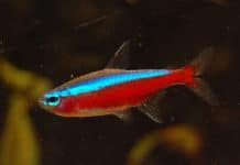 Cardinal – Cheirodon axelrodii