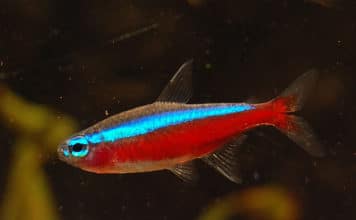 Cardinal – Cheirodon axelrodii