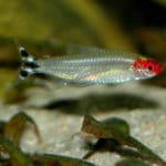 Tetra Nariz de bêbado – Hemigrammus rhodostomus
