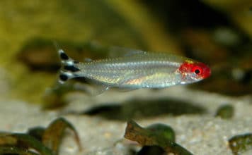 Tetra Nariz de bêbado – Hemigrammus rhodostomus