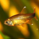 Hassemania – Hasemania nana