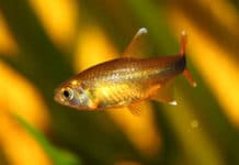 Hassemania – Hasemania nana