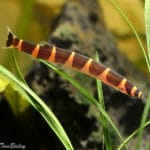 Cobra Kuhlii – Pangio kuhlii