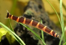 Cobra Kuhlii – Pangio kuhlii