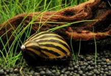 Caracol zebra – Neritina natalensis