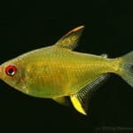 Tetra Limão – Hyphessobrycon pulchriprinnis