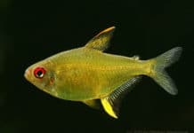 Tetra Limão – Hyphessobrycon pulchriprinnis