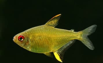 Tetra Limão – Hyphessobrycon pulchriprinnis