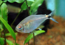 Olho de fogo – Hemigrammus ocellifer